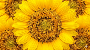 Sunflower Oil