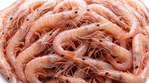 Antarctic Krill Oil